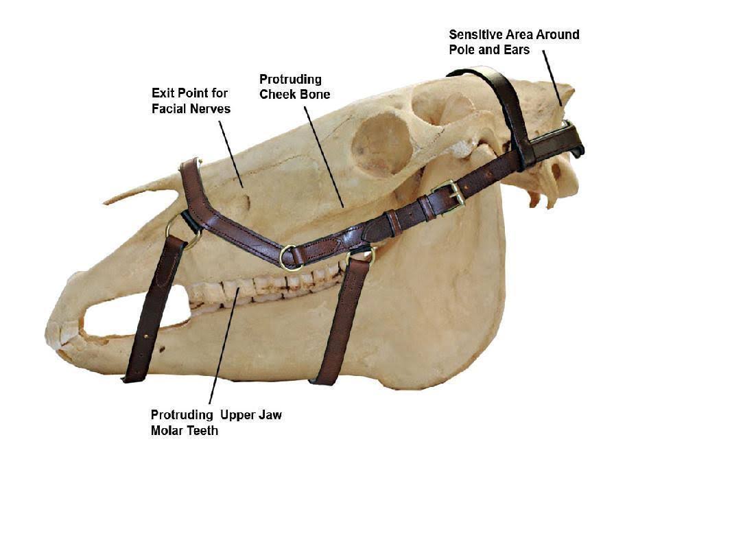 Brown Competition Bridle U539