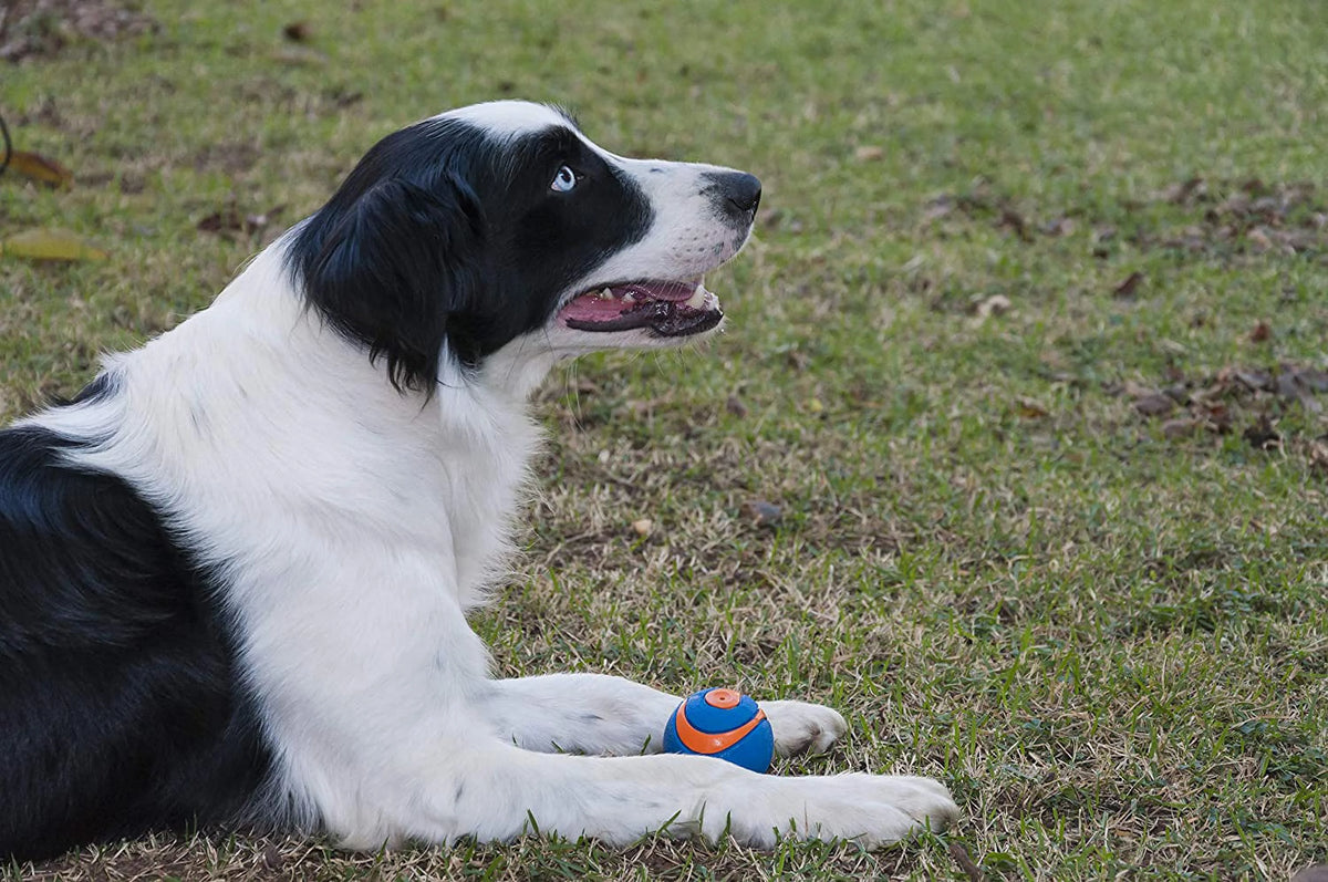 Squeaker Ball Dog Toy, Medium 2.5 Inch 2 Pack R74166