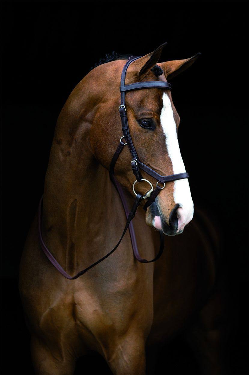 Brown Competition Bridle U539