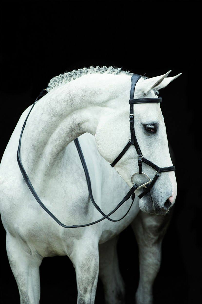 Brown Competition Bridle U539