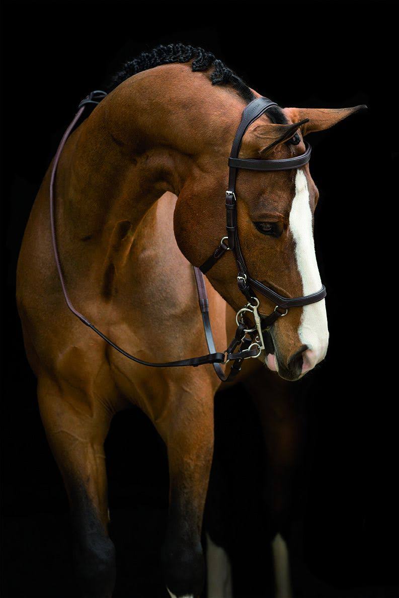 Brown Competition Bridle U539